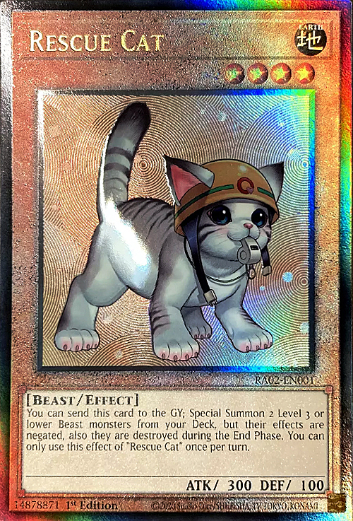 Rescue Cat