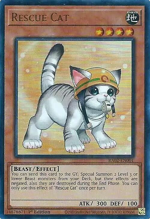 Rescue Cat
