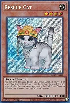 Rescue Cat