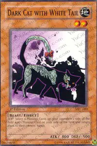 Dark Cat with White Tail