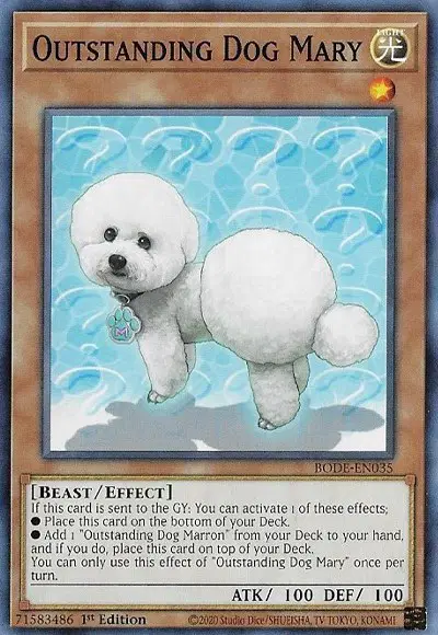 Outstanding Dog Mary