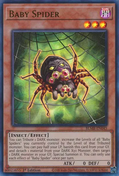 Baby Spider