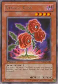 Revival Rose
