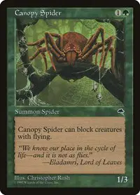 Canopy Spider