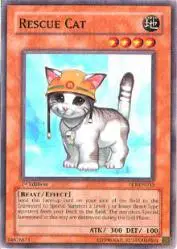 Rescue Cat