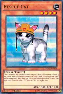 Rescue Cat